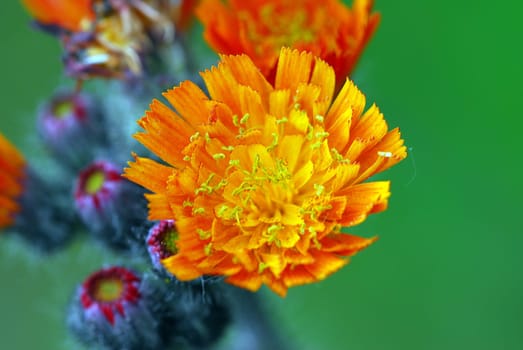 Hawkweed