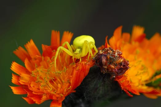 Crab spider