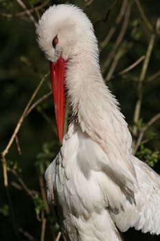 Portrait of a white stork