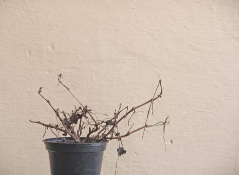 Dried flowers