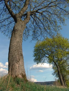 Maple with young foliage