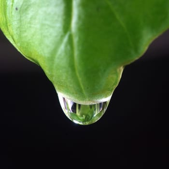 Basil leaf with drops of water