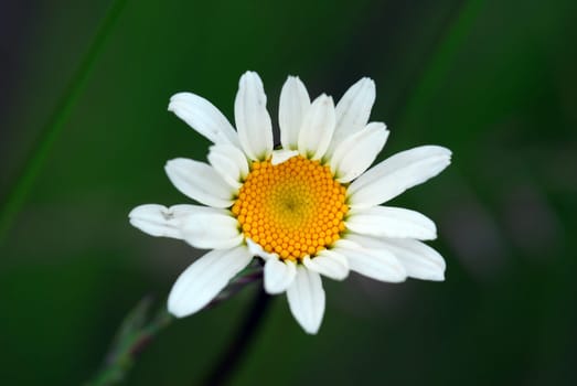 Daisy