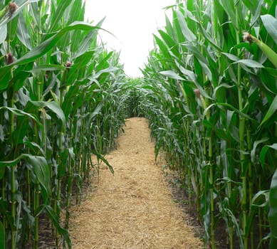 Corn maze