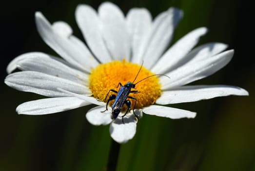 Beetles on daisies