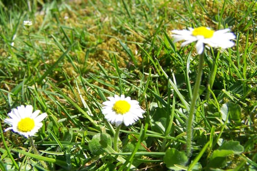 daisy