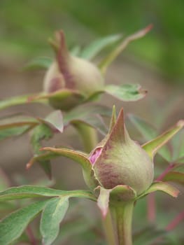 Peony bud 2