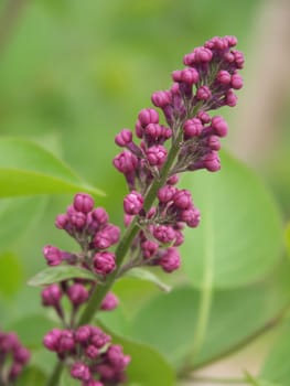 Lilac