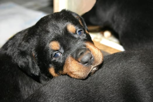 Rottweiler babies - 4 weeks old