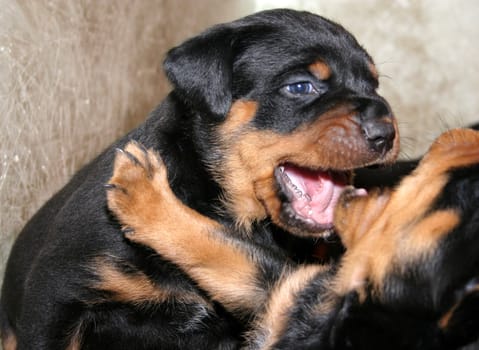 Rottweiler Babies - 4 weeks old - 03