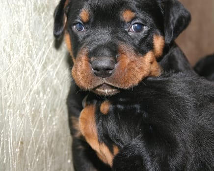 Rottweiler Babies - 4 weeks old - 01