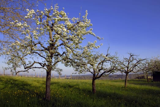 Spring