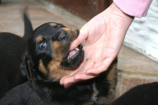 Rottweiler Babies - 4 weeks old - 05