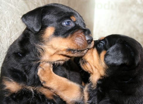 Rottweiler Babies - 4 weeks old - 02