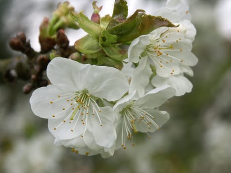 Cherry Tree Blossoms 3