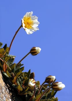 The silverroot is a landmark of the Alps and probably the most distinctive type of espalier shrub. The evergreen trellis shrub reaches heights of between five and 15 centimetres and can live up to 100 years. It has prostrate,woody