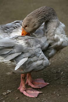 Free-range poultry