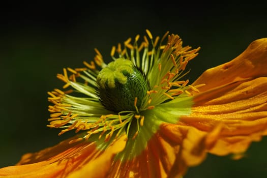Poppy Blossom II