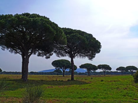 The "Maremma"" is a landscape on the west coast of central Italy. Its name derives from the Spanish term marisma (""swampy coastal land""). ""Maremma"" in the narrower sense refers to the flat,from the hill ranges of the Monti dell'Uccelin"
