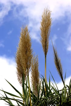 BAMBOO
