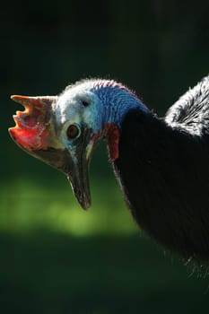 The cassowary is the second largest bird in Australia and the third largest living bird in the world only the African ostrich (Struthio camelus) and the great emu (Dromaius novaehollandiae) are larger. Adult cassowaries are up to 1.70 mead