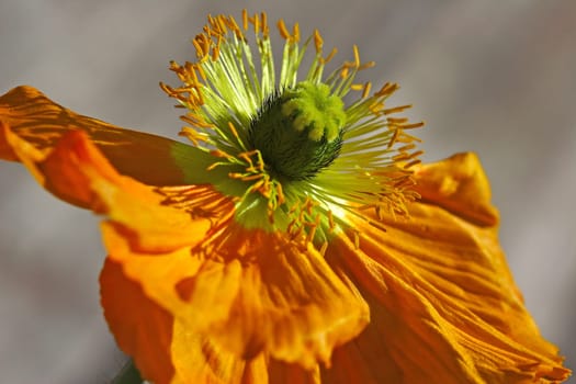 Poppy III