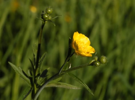 In Germany,the term buttercup is understood to mean a yellow-flowered herbaceous plant that grows close to the ground. This very general term was coined a long time ago and is not used clearly. In general