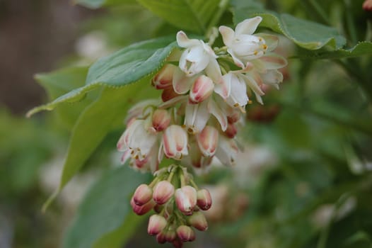 Staphylea pinnata