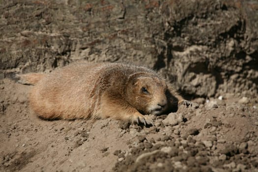 Prairie dog