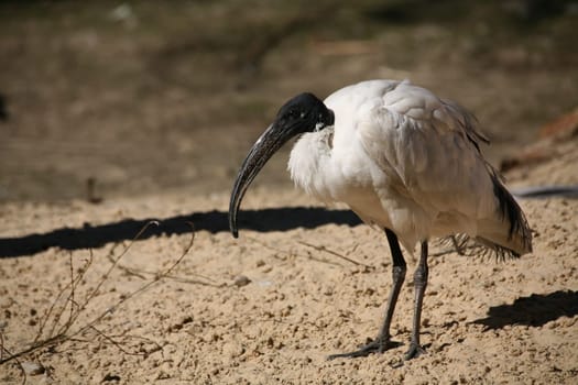 Moluccan ibis (Threskiornis molucca)