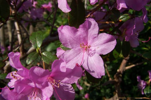 Rosapracht