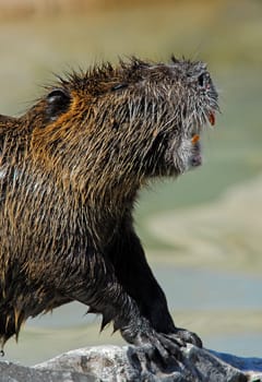 Beaver
