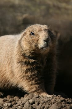 Prairie dog