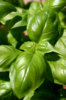 Basil (2)