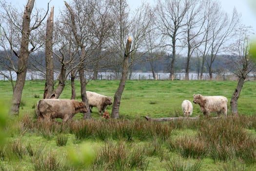 Galloway cattle