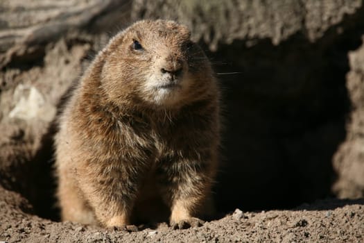 Prairie dog
