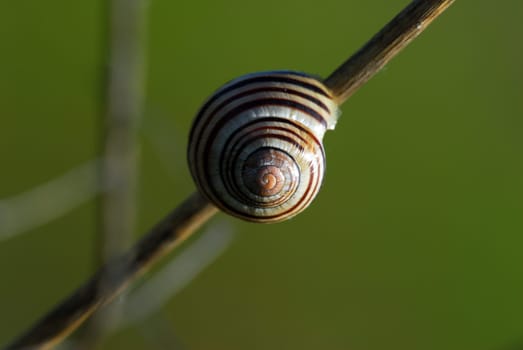 Snail