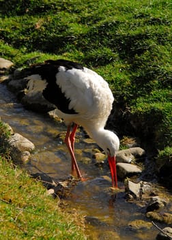 White Stork II