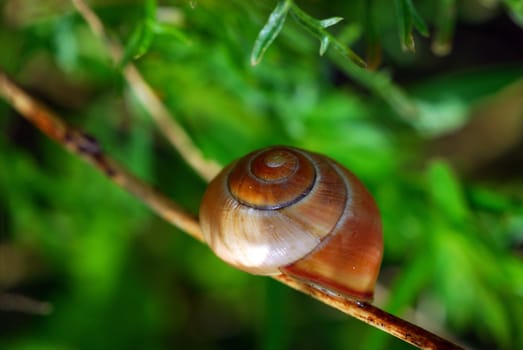 Snail-shell