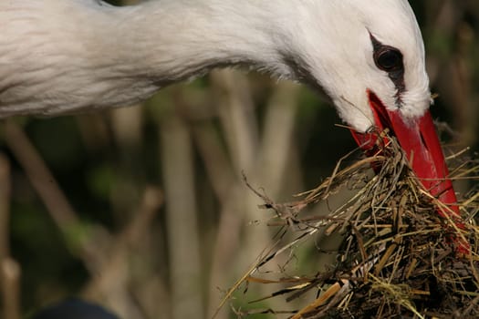 White stork with nesting material