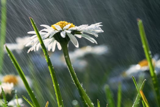 Meadow detail in the rain