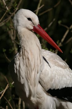 Portrait of a white stork