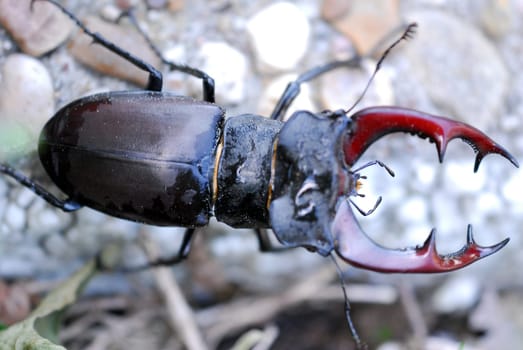 Stag beetle males