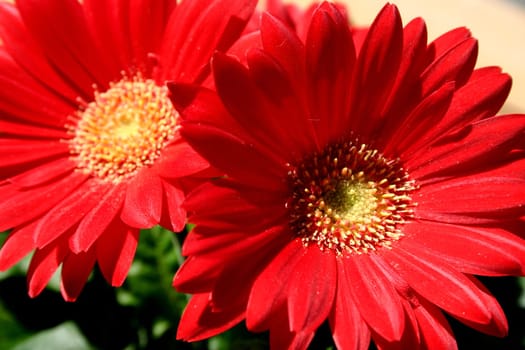 Gerbera