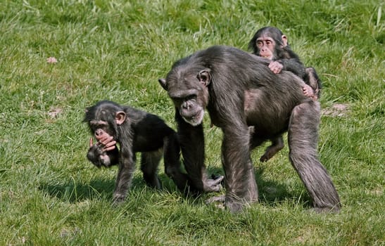 Family excursion