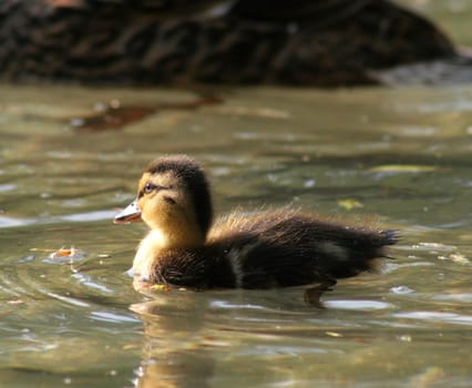 Freshly hatched....