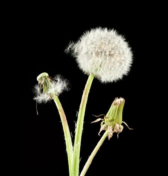 Dandelion