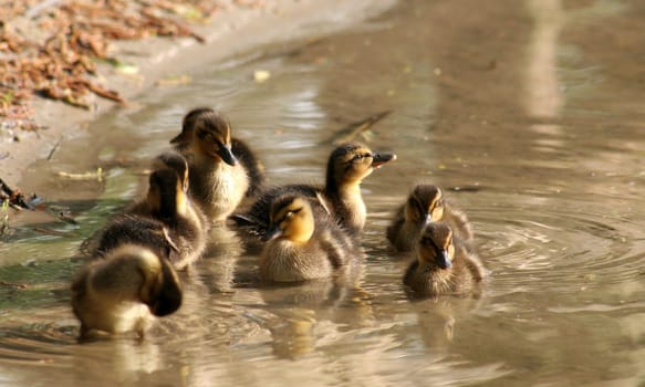 "My"" first little chick this year... the season has begun...:-) :-) :-) Lg Bea"