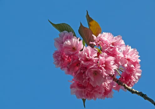 Blossoms of the Japanese blossom cherry (Prunus serrulata): In the first warm days of April,the Japanese blossom cherry begins to bloom profusely on my doorstep. The pink flowers are in dense racemes. They unfold their splendor for only a few T