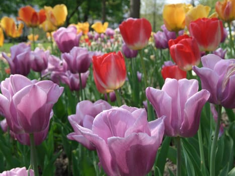 Tulip blossoms